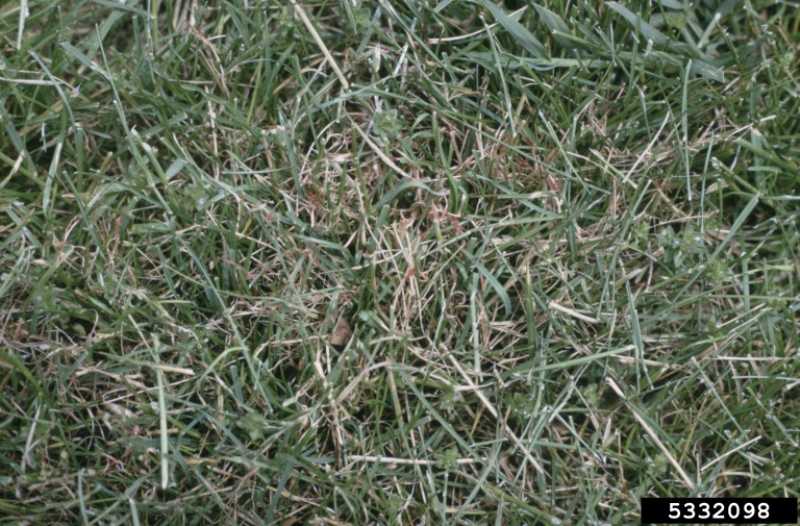 Fungal Diseases of Lawns